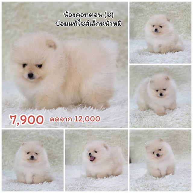 ปอมแท้ ชิสุผสมปอม ชิวาวาแท้ พิกัดรามอินทรา