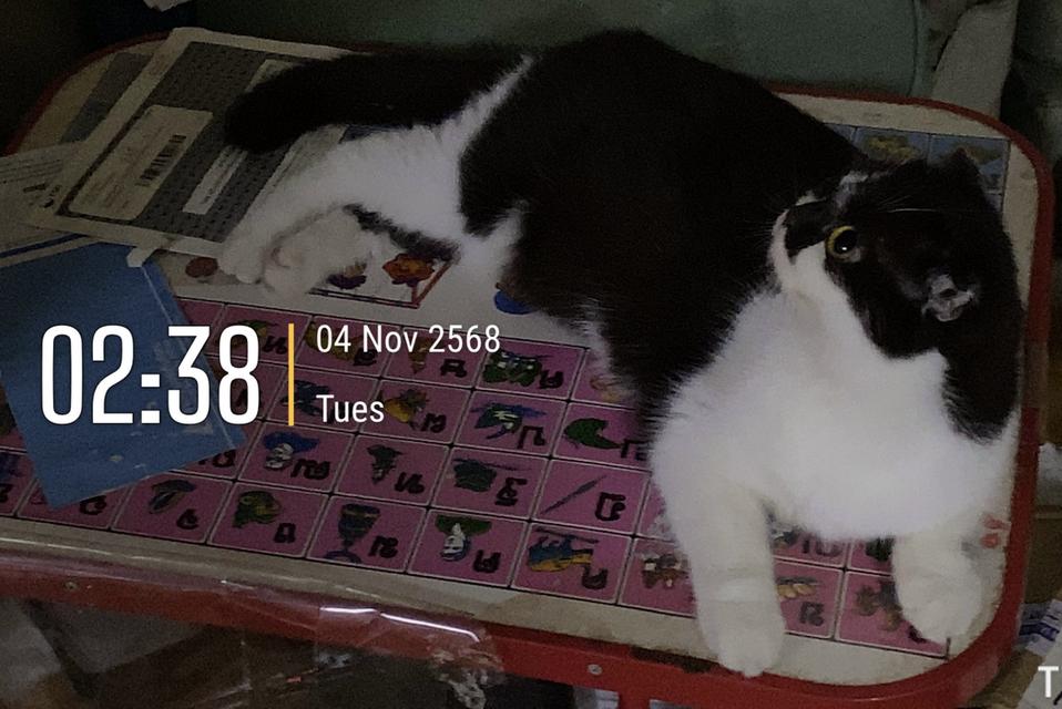 แมวพันธุ์สก็อตติช 8