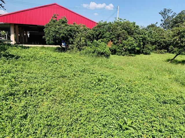 ขายที่ดินเปล่า 2งาน36ตรว.1.8ล. น้ำไม่ท่วม น้ำประปา ไฟฟ้า เข้าถึง ต.ยางเนิ้ง อ.สารภี เชียงใหม่ 1