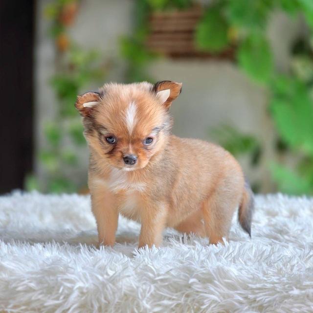 ชิวาวาแท้ ขนสองชั้น เมีย รูปที่ 3