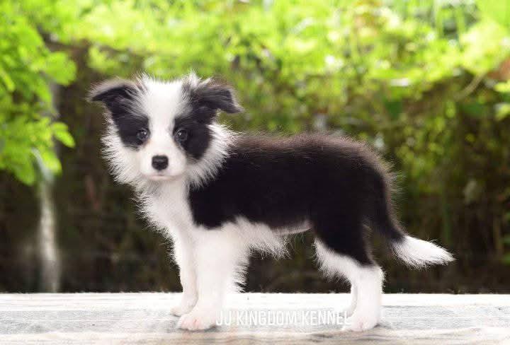 ลูกสุนัข Border Collie แท้ช