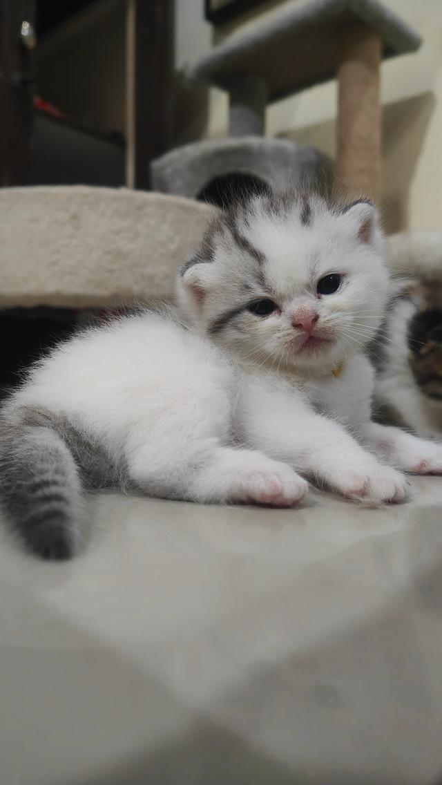 Scottish Fold (boy)