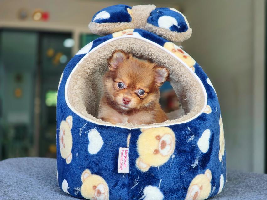 Chihuahuaสีช็อคเพศเมียน้องมอคค่า