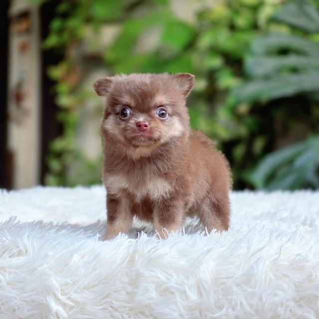 ชิวาวาแท้ ขนยาวสีช็อค เพศผู้ 8