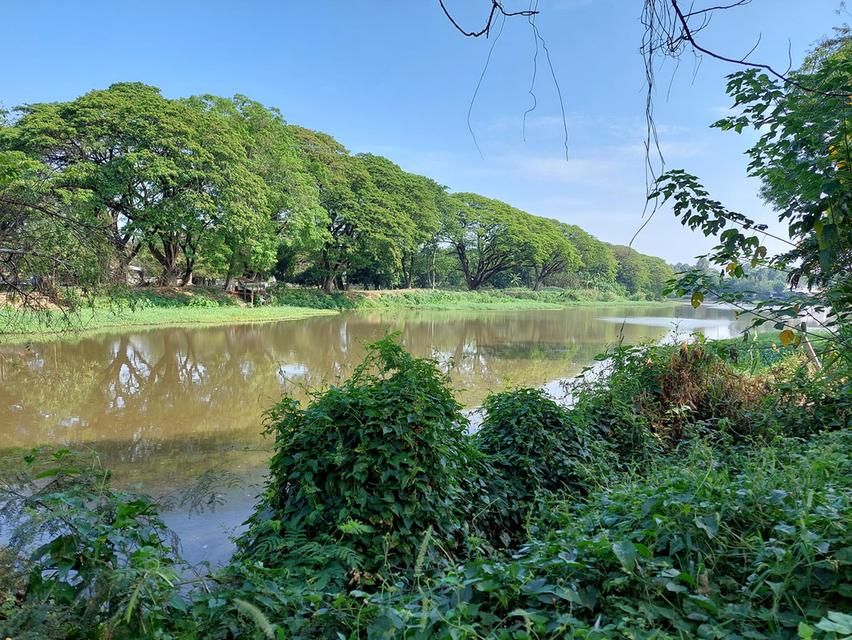 ให้เช่าที่ดิน 85 ตรว หลังการไฟฟ้าหนองหอยเดือนละ10,000 บาท