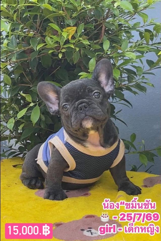 ลูกสุนัขเฟร้นบลูด๊อก รูปที่ 11