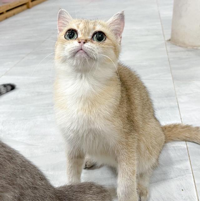 บริติชลดประชากรด่วน