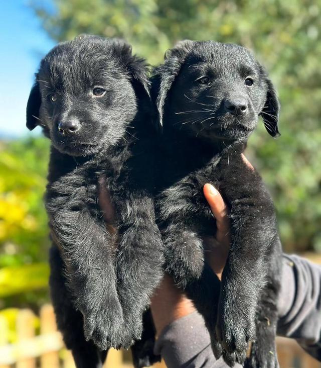 น้องๆ Black Golden Retriever กำลังหาบ้านใหม่ ราคากันเอง 2