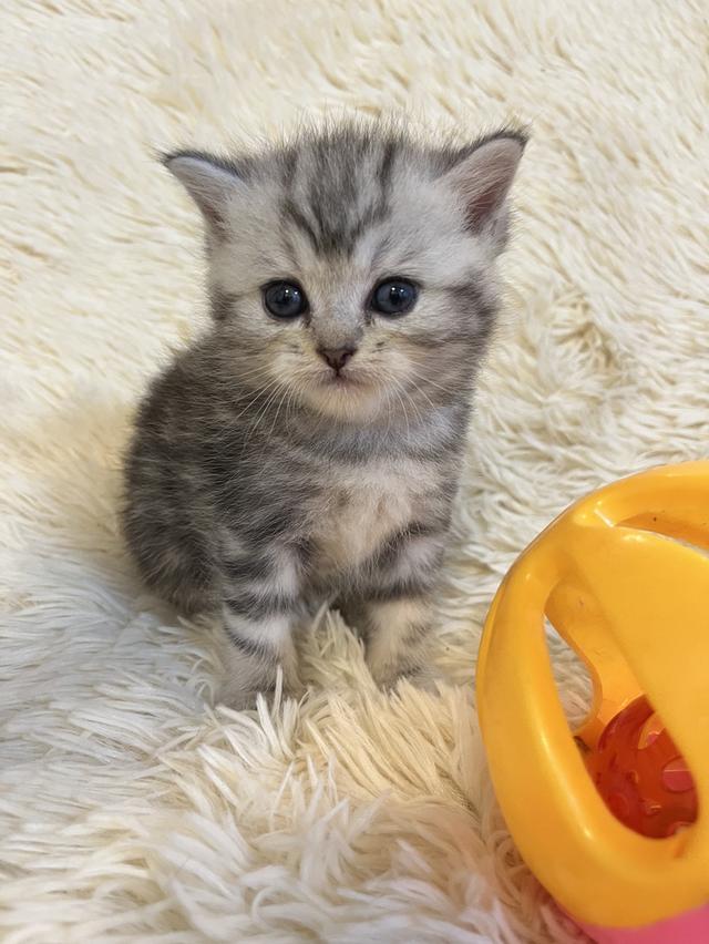 แมวสก๊อตติชแท้ 100 เปอเซ็น รูปที่ 14