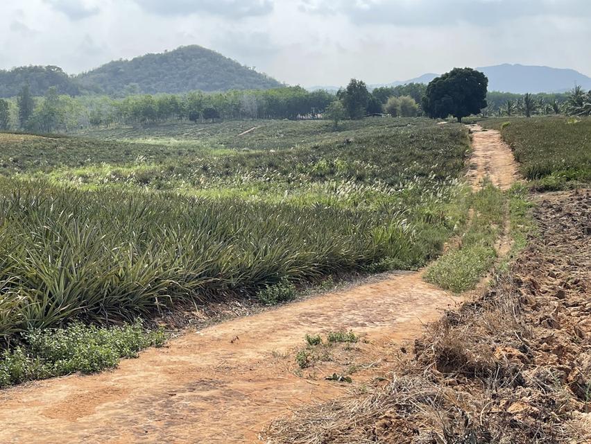 ขายที่ดิน ประจวบคีรีขันธ์ 7