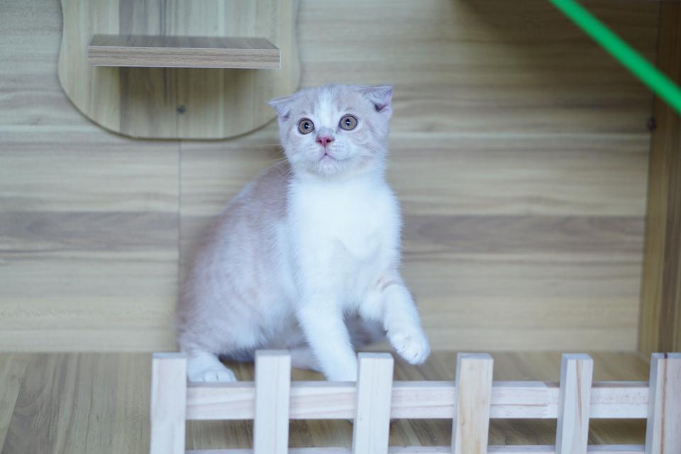 สก็อตทิช เพศผู้  หูพับ รูปที่ 13