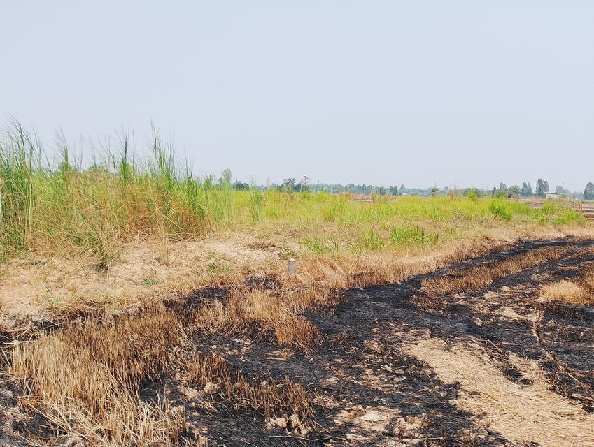 ที่ดิน1ไร่ ถมแล้ว2งาน โฉนดครุฑแดง 350000  ที่อำเภอบางระกำ บ้านบางชัน สนใจ'โทร 0617752496 6