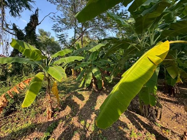 ขายที่ดินพหลโยธิน 35 แยก 19 ซอยสังข์ทอง 9 (พื้นที่สีส้ม) เนื้อที่ 6‑0‑69 ไร่ ใกล้เมเจอร์รัชโยธิน โทร 090-6360022 8