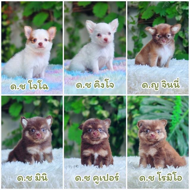 ชิวาวาแท้ขนยาว  ชิวาวาผสมปอม ท้องย้ายบ้าน