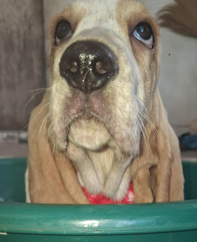 บาสเซ็ตฮาว์ดใบเพ็ดสมาคมพัฒนาพันธุ์สุนัข 8