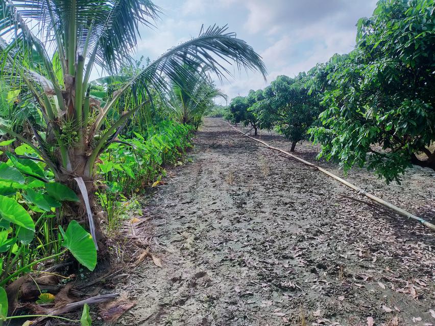 ที่ดิน 9