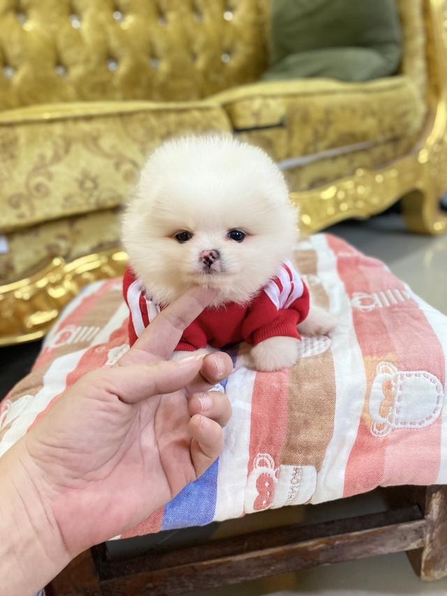 ลูกปอมแท้ ทีคัพ จัดส่งฟรี