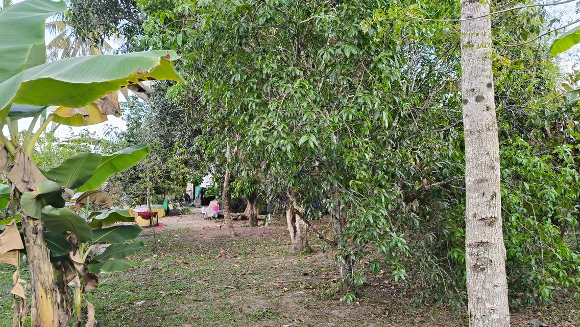 ที่ดินและบ้าน 1 ไร่ 1งาน 44.5 ตรว. ใจกลางเมืองฉกลง ระยอง ทำเลสวยงามราคาจับต้องได้ 3