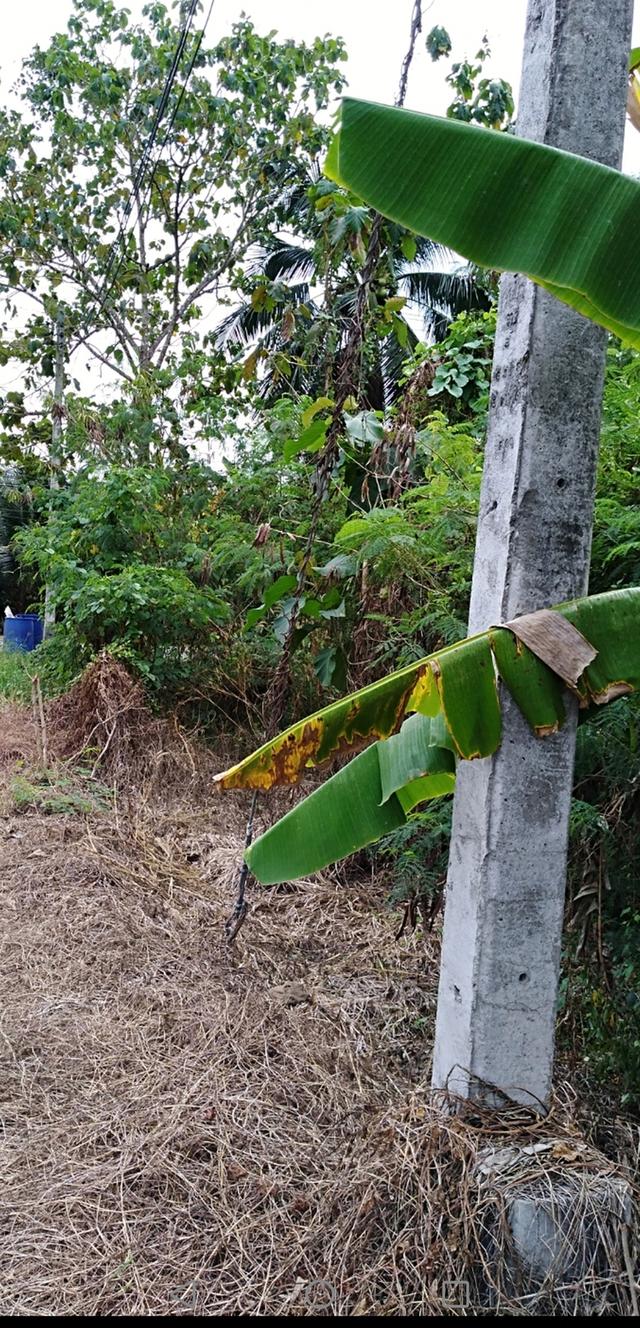 ที่ดินถมดินไว้เตรียมปลูกบ้านเพื่อทำการค้าขาย 2