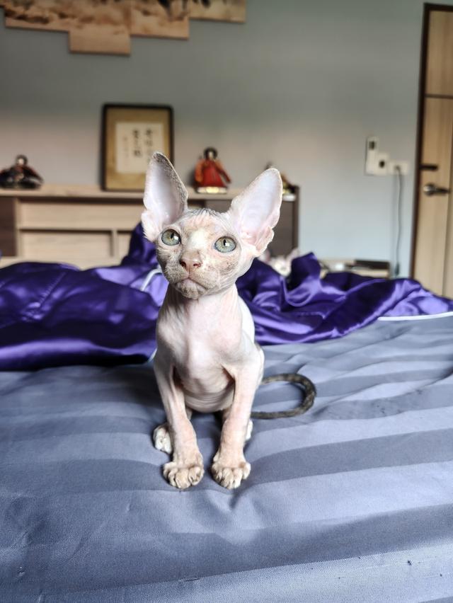 เด็กชายสฟิงซ์แคนาเดียน