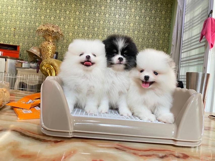 ลูกปอมแท้  2