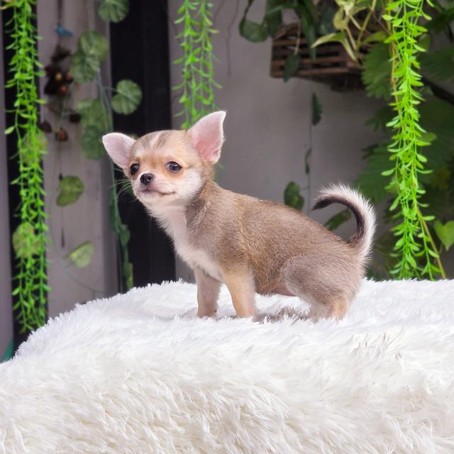 น้องกระรอก ชิวาวาขนสั้นสีกระรอกอายุ2เดือนพร้อมแสบพร้อมซน