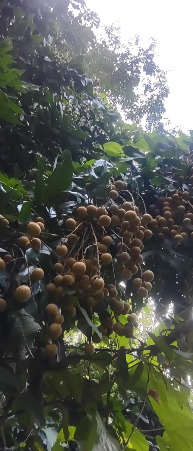 ที่สวน1ไร่2งาน73ตรว 320,000 ที่สวยมากเป็นสวนมีต้นสักใหญ่มากๆหลายต้น มีต้นลำไยสิบกว่าต้น กำลังให้ผลผลิตเยอะมาก มีต้นไผ่ มีต้นก้ามปู มีต้นงิ้ว ท 4