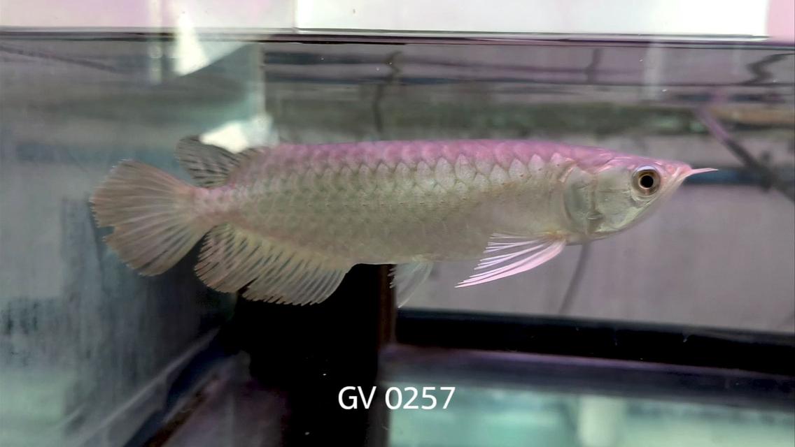 Green Variety Arowana F3
