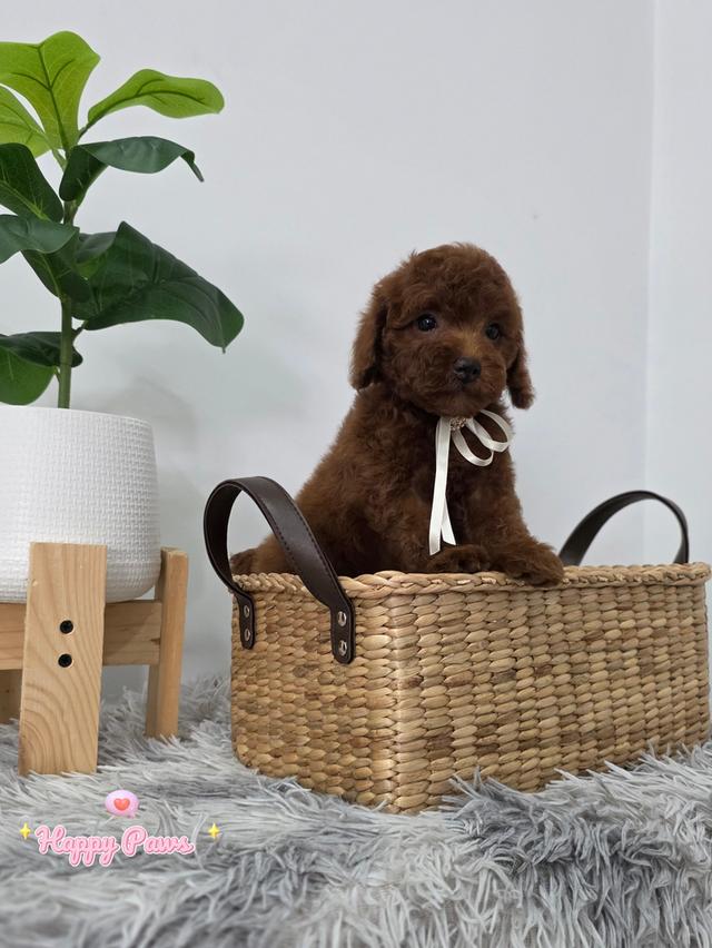 น้องหมาสุนัขพันธุ์พุดเดิ้ลทอยสีเข้ม