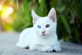 แมวขาวมณี 2