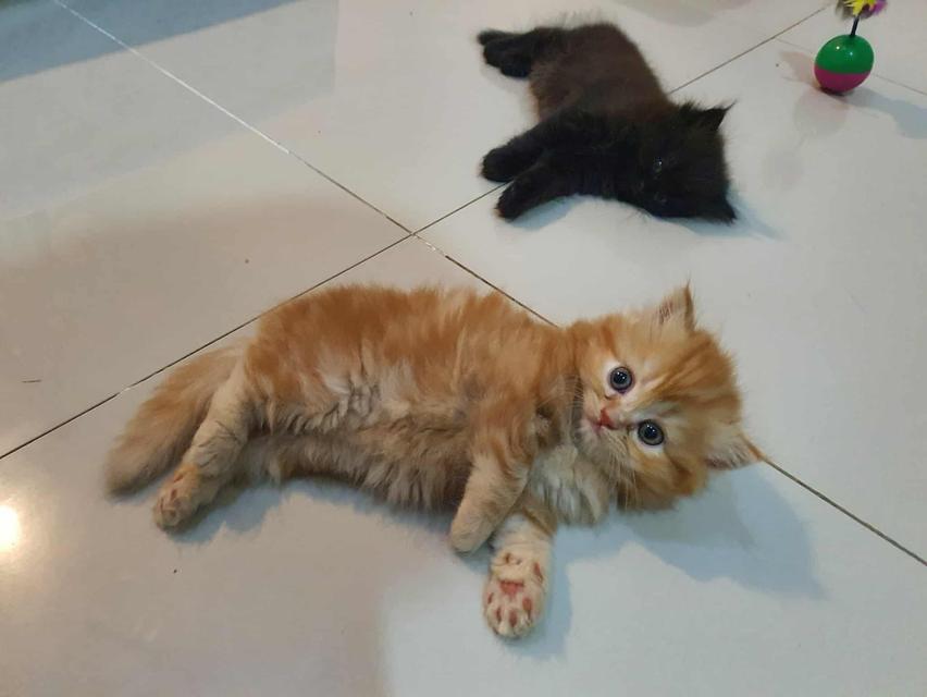 ❌🏠ได้บ้านแล้ว เปอร์เซียแท้ ส้มล้วน ดช 3