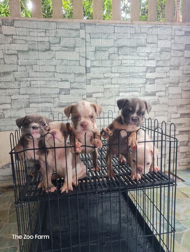 ลูก  Exotic Bully  4