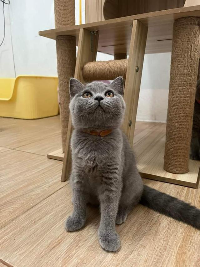 British Shorthair 2