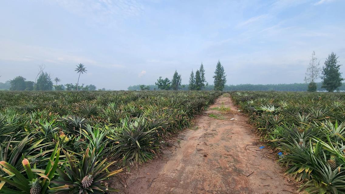 ที่ดินศรีราชา เขาคันทรง 24 ไร่ 3 งาน 43 ตรว. 3