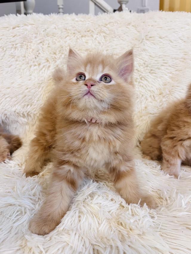 แมว เปอร์เซียสีส้ม สามสี รูปที่ 19