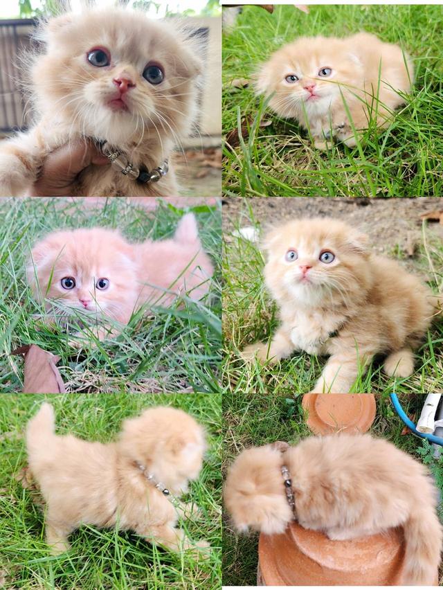 สก็อตติชโฟหูพับ+เปอร์เซีย