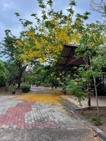 ขายที่ดินติดแม่น้ำแม่กลอง1-3-99 ไร่และที่งอกริมตลิ่งพร้อมสิ่งปลูกสร้างย่านท้ายหาดแม่กลองสมุทรสงคราม