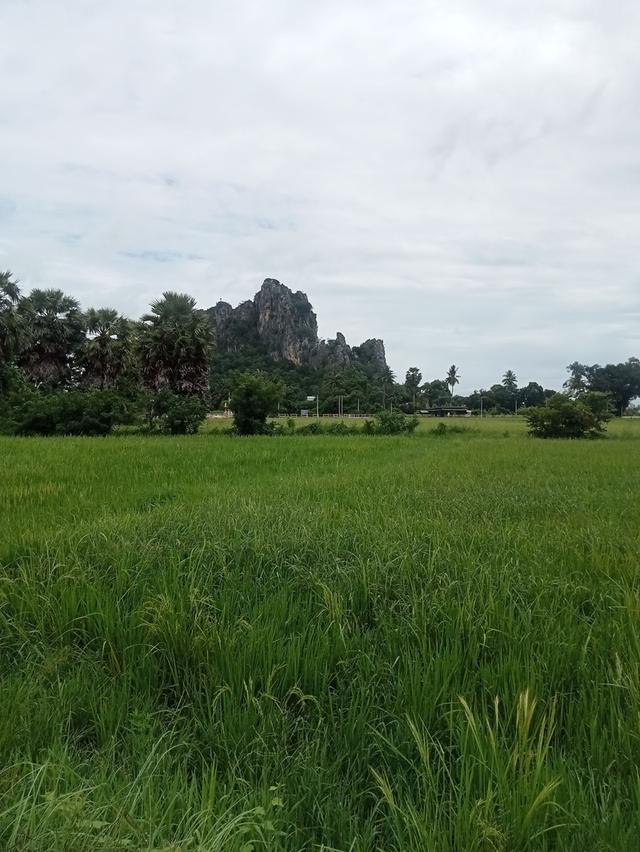 ขายที่ดินเปล่า ชุมชนตลาด  เขาย้อย เพชรบุรี (เหมาะกับลงทุน+เกษตร) 5