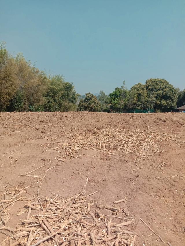 สวนห้อม ขายยกแปลง ไร่ละ 2.5 แสน มี 7 ไร่ 2 งาน 8