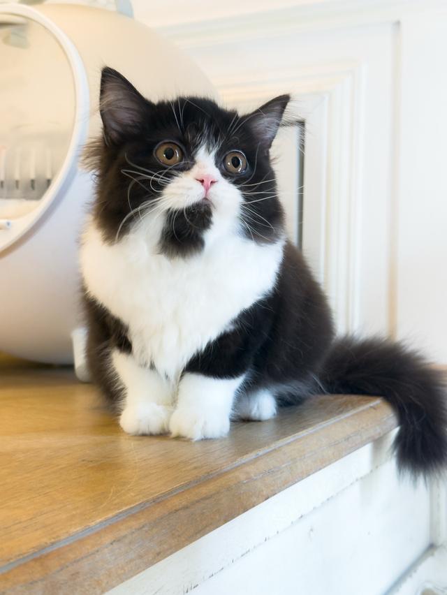 แมว Scottish fold ขนยาว