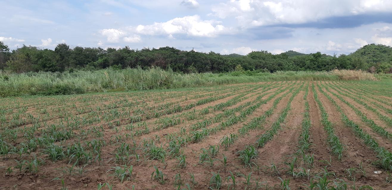 ขายที่ดินติดแม่น้ำป่าสัก 38-1-73 ไร่ แถมที่ดินเป็น น.ค.3 จำนวน 18 -2-59 ไร่ 16