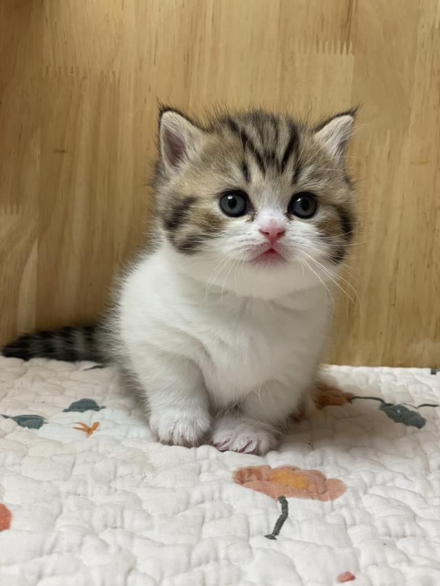 เปิดจองมันช์กิ้นบริติช ขาสั้น รูปที่ 6