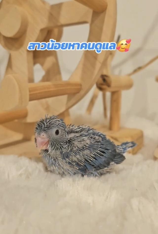 ฟอพัสตัวเมีย สีโคบอลต์ 3