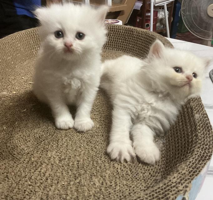 ลูกแมวเปอร์เซีย หน้าบี้หน้าหล่น หน้าตุ๊กตา เปิดกล้องดูเด็กๆได้ค่ะ รูปที่ 15