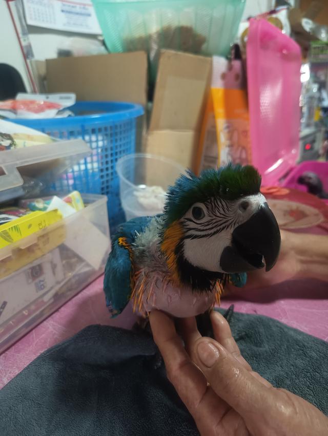 บลูโกล Blue and Gold Macaw