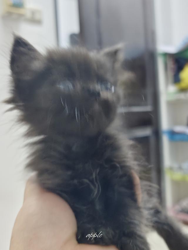 แมว พันธุ์เปอร์เซีย ราคาเบาๆ 6