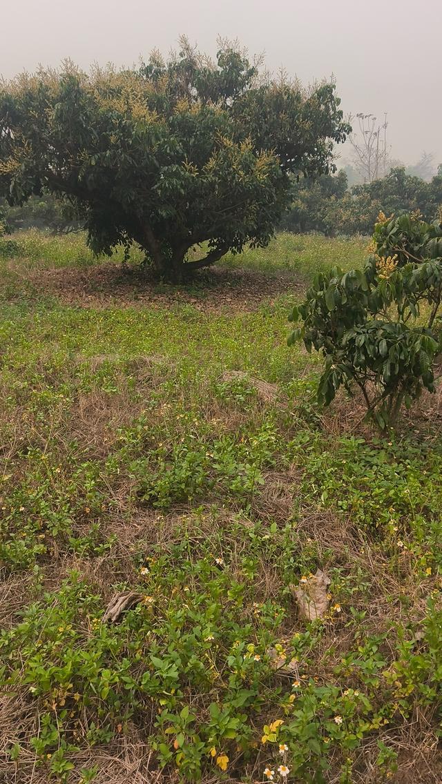 ขายที่ดินสวนลำไยและที่เปล่า 5