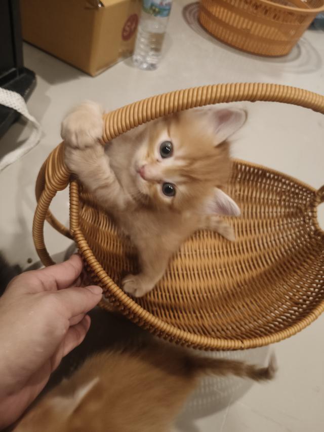 เด็กชายสก๊อตติช  ว่างหาบ้าน ราคาเบาๆๆๆ🏡💚🏠 6