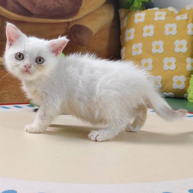 แมวสก๊อตติช Scottish Oscat cattery chiangmai รูปที่ 5