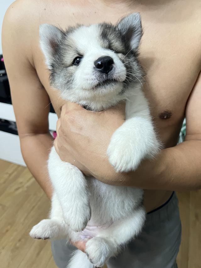 สุนัขบางแก้วแท้ สีขาว-เทา เพศหญิง รูปที่ 4